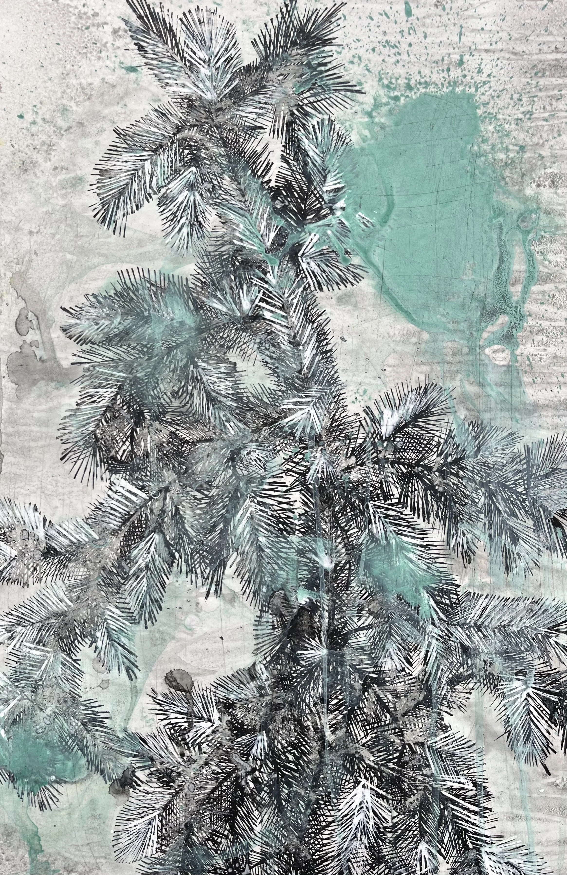 Blue Spruce