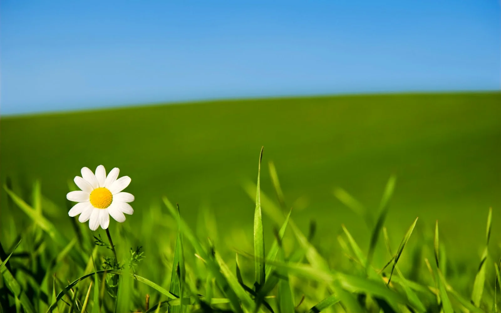 beautiful-white-daisy-flower-green-field-background.jpg