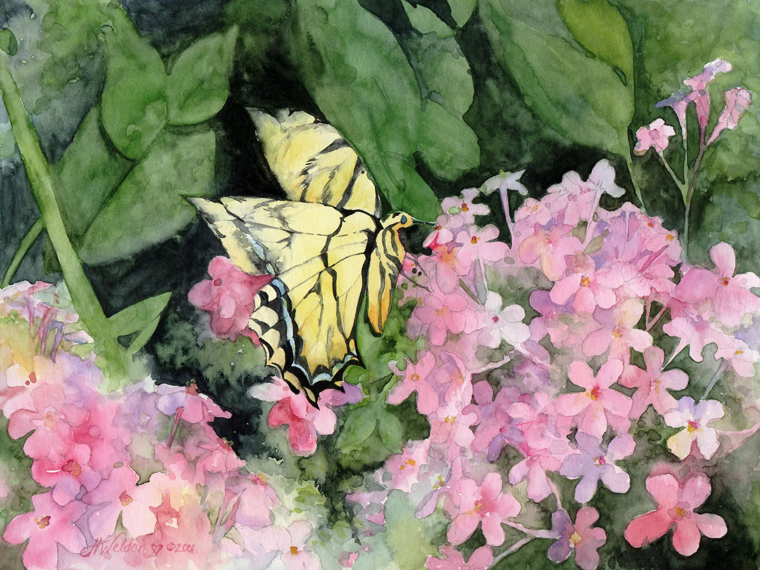 sip summer's blessing small.JPG