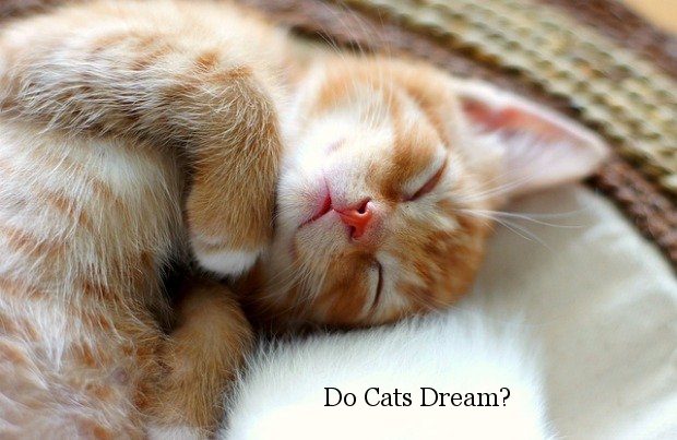 Do Cats Dream?
