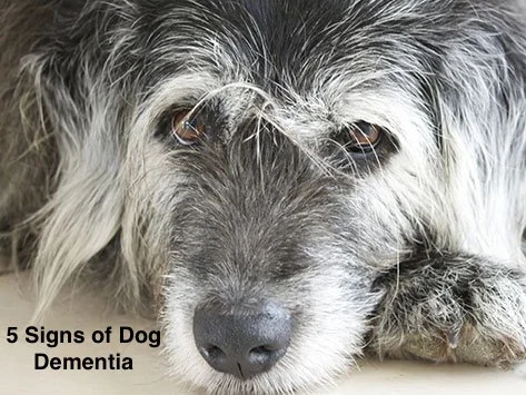 Five Signs of Dog Dementia