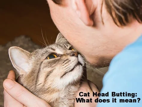 Cat head butting what does it mean?
