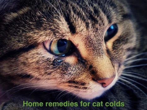 cat-cold-remedies copy.jpg
