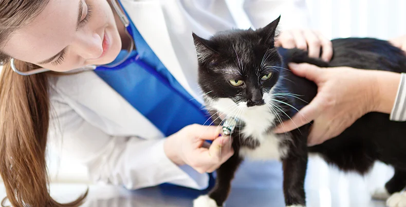 vet-tech-with-cat-1.jpg