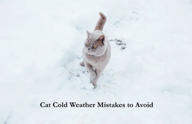 Cat Cold Weather Mistakes to Avoid