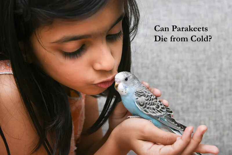 Can Parakeets Die From Cold?