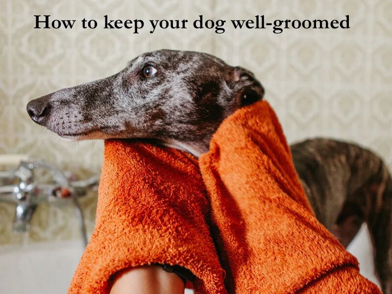 Dog grooming tips