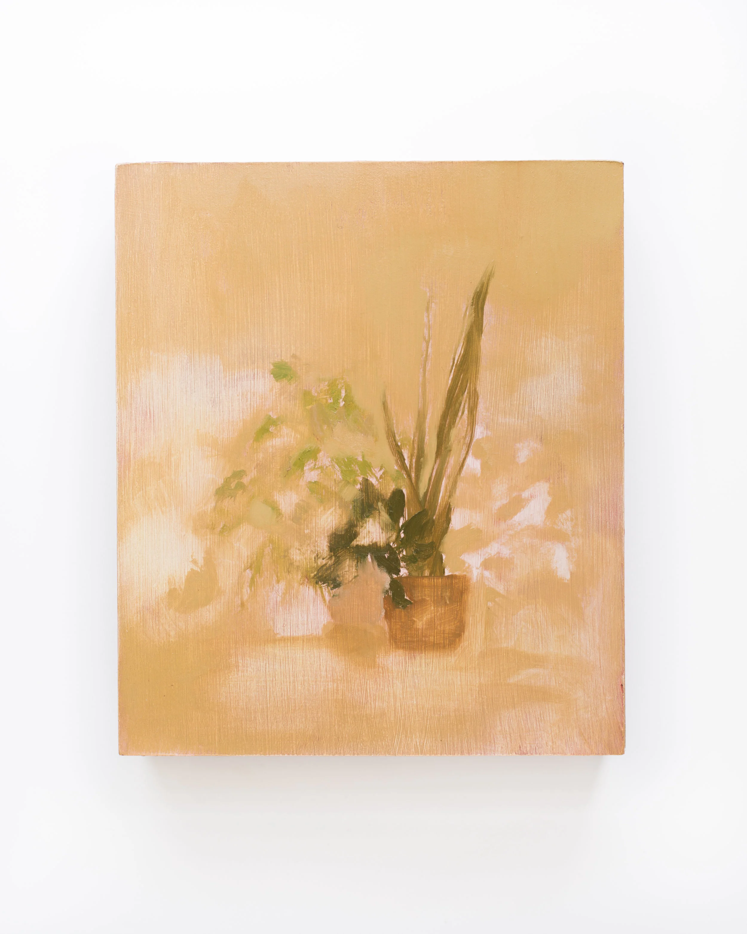 Plants brightness corrected-5.jpg
