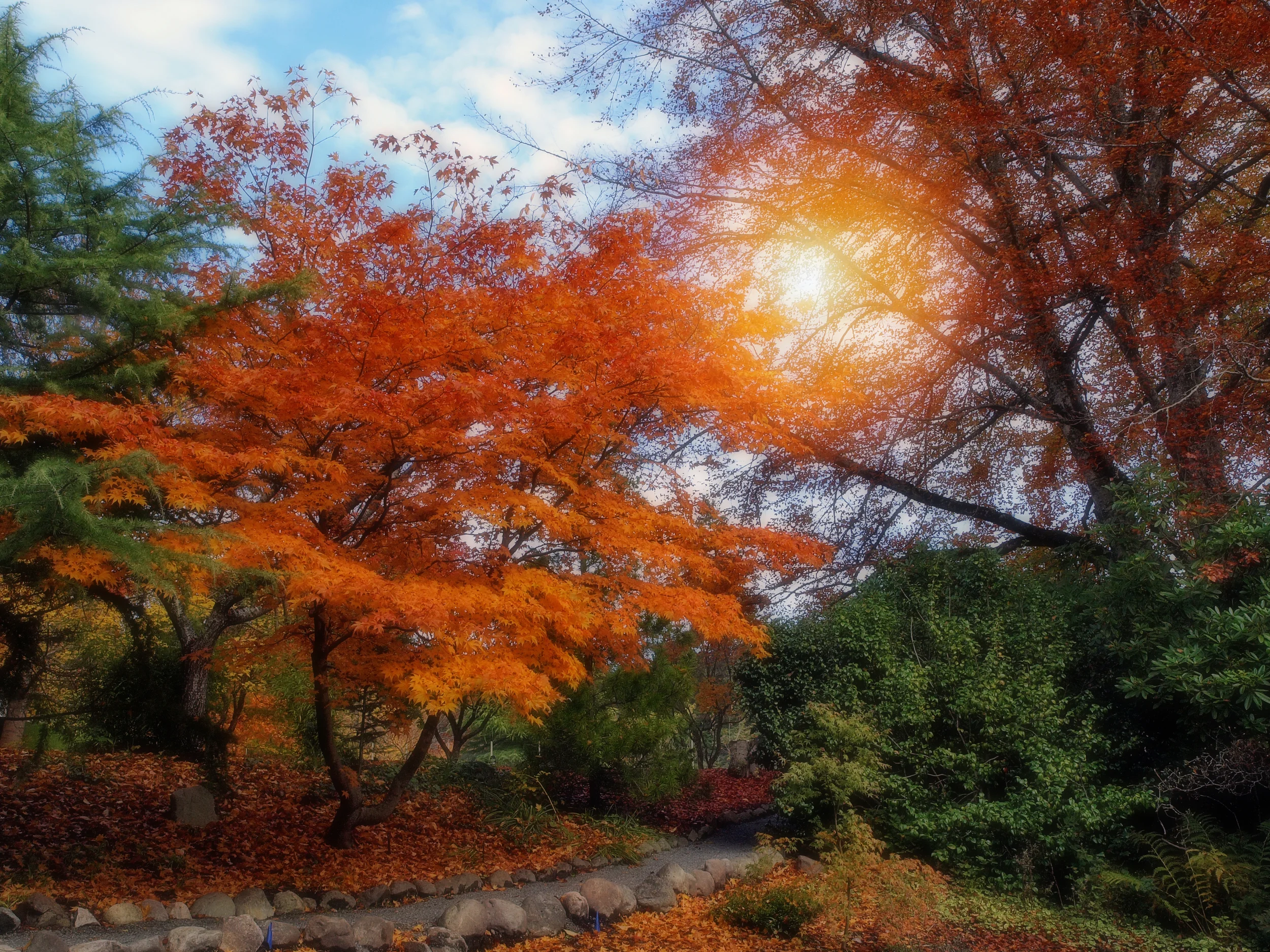 Autumn Colours.jpg
