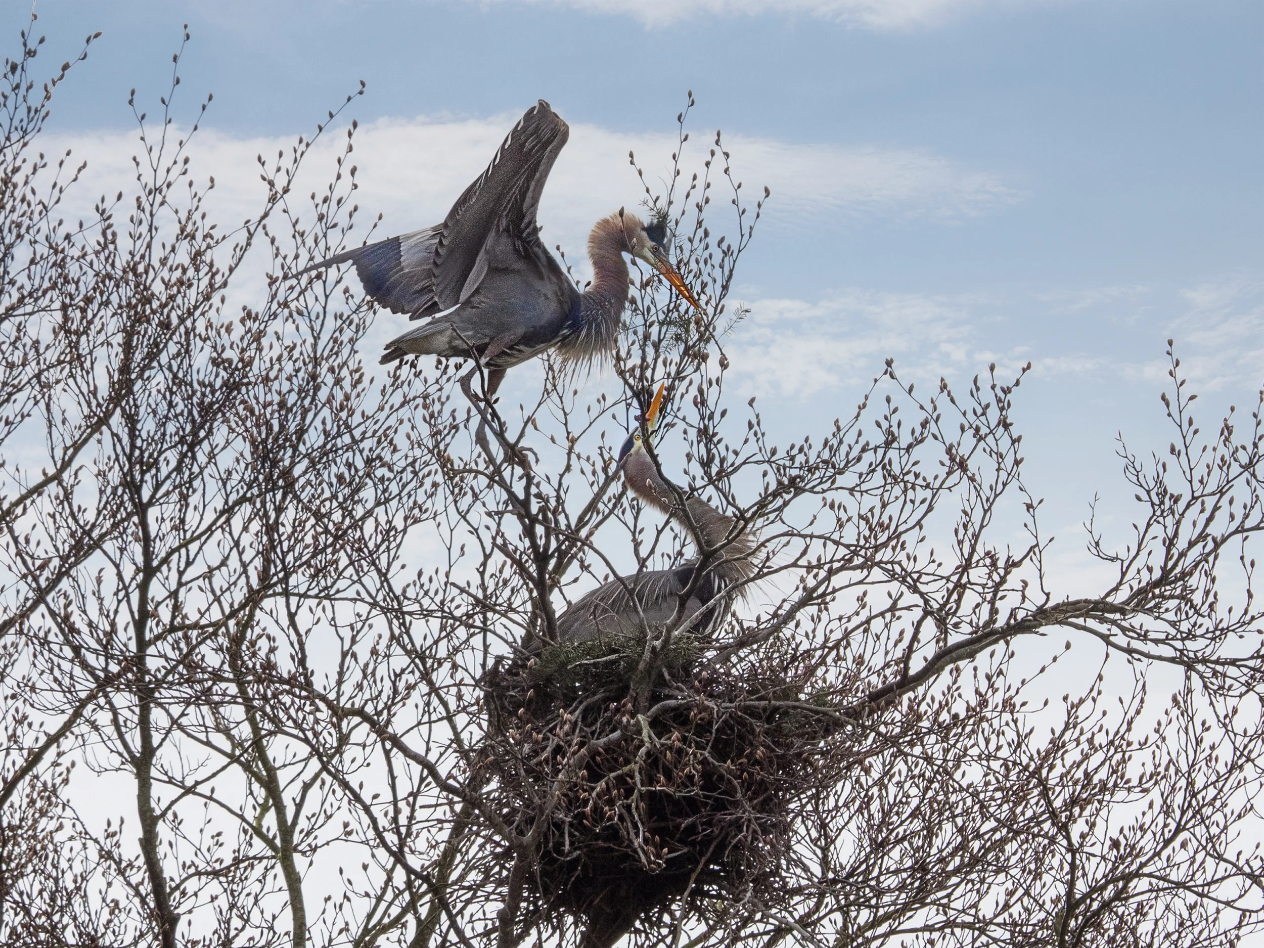nest building herons.jpg
