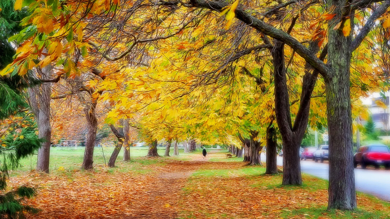 autumn in park resized.jpg