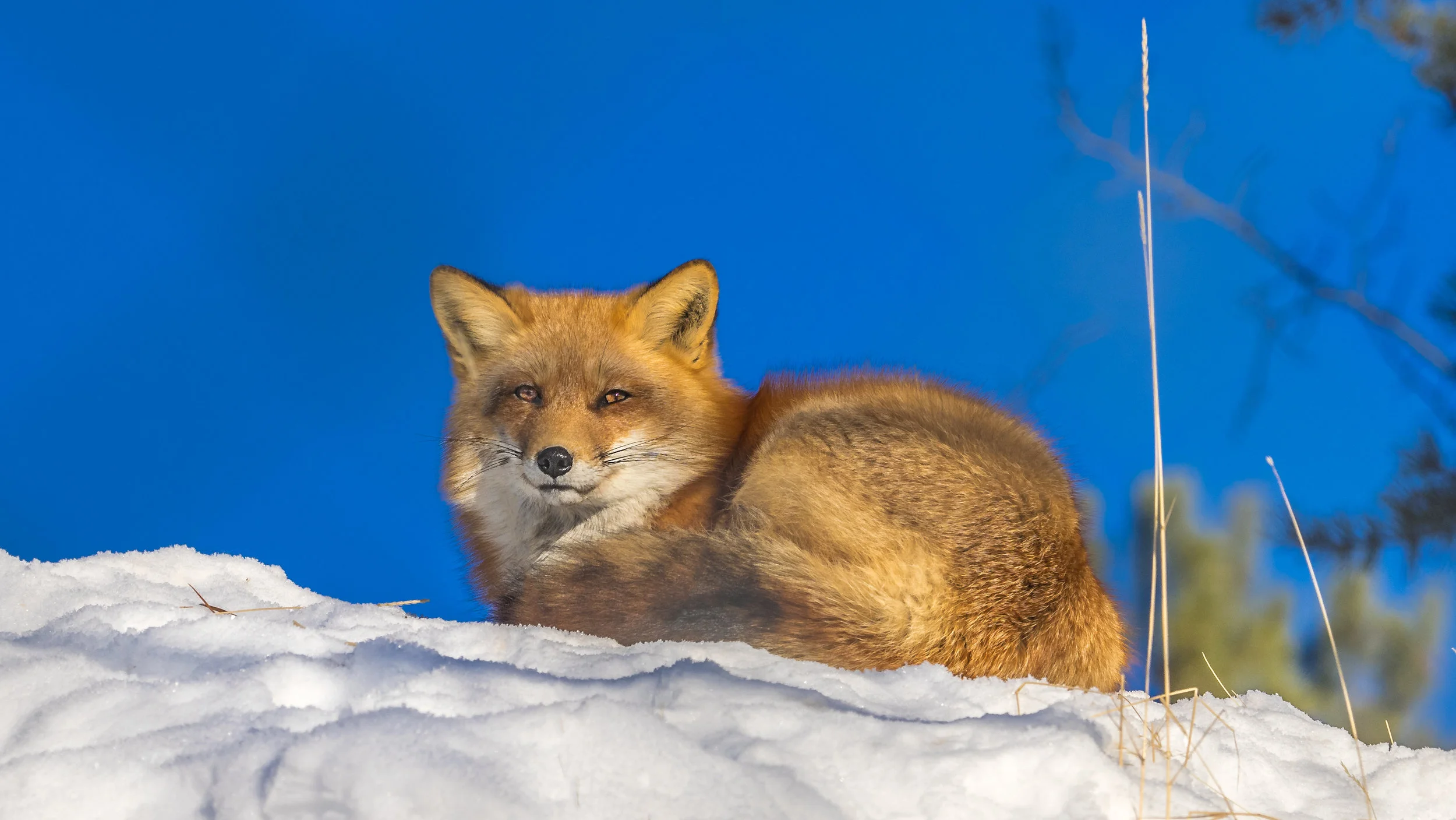 foxy4.jpg