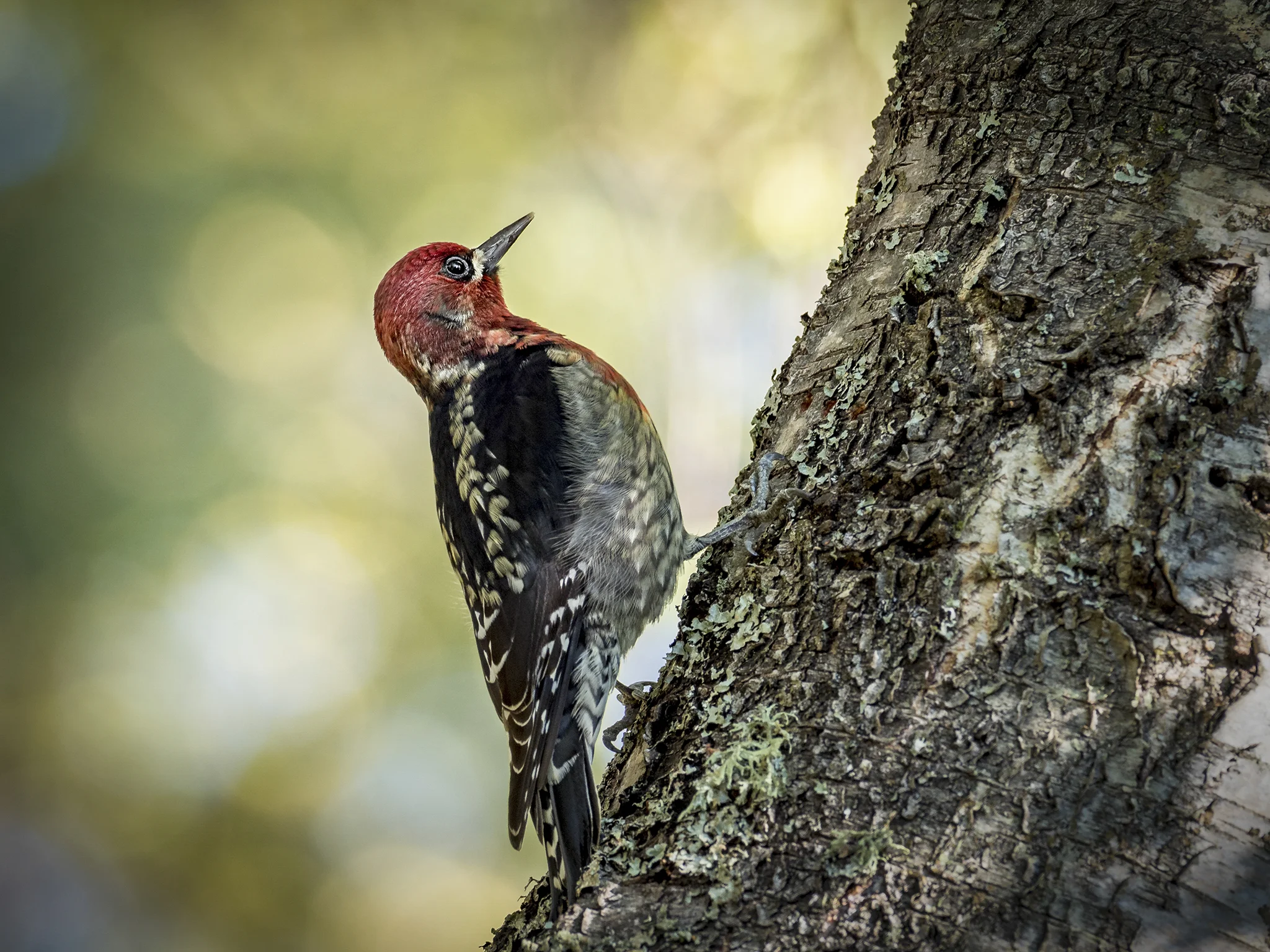 Woodpecker.jpg