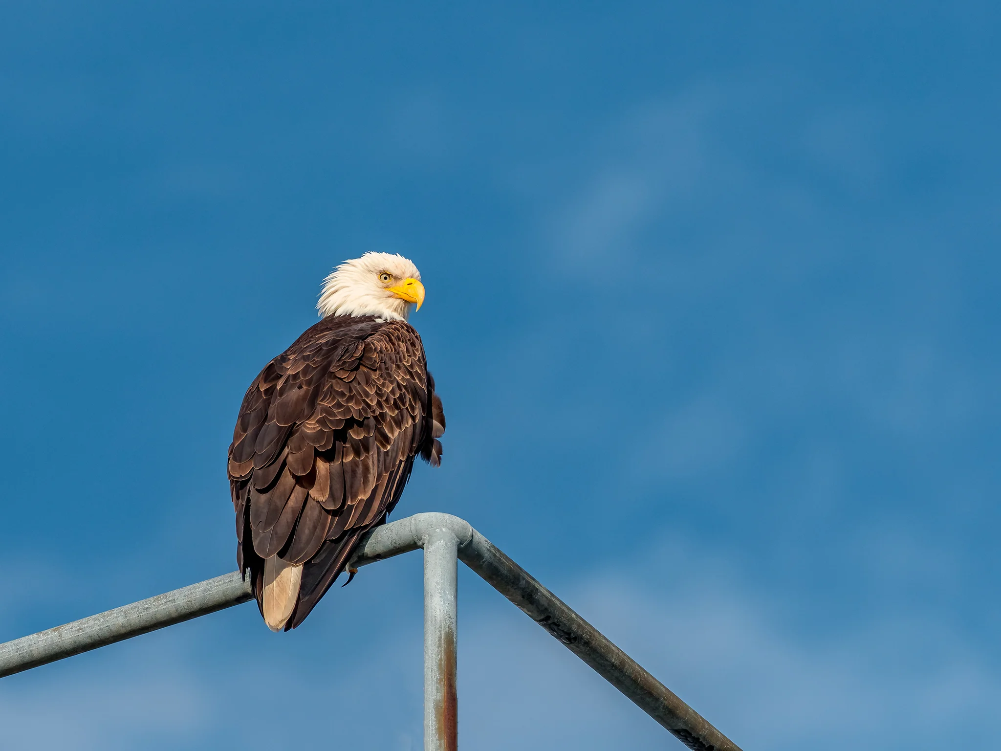 eagle2.jpg