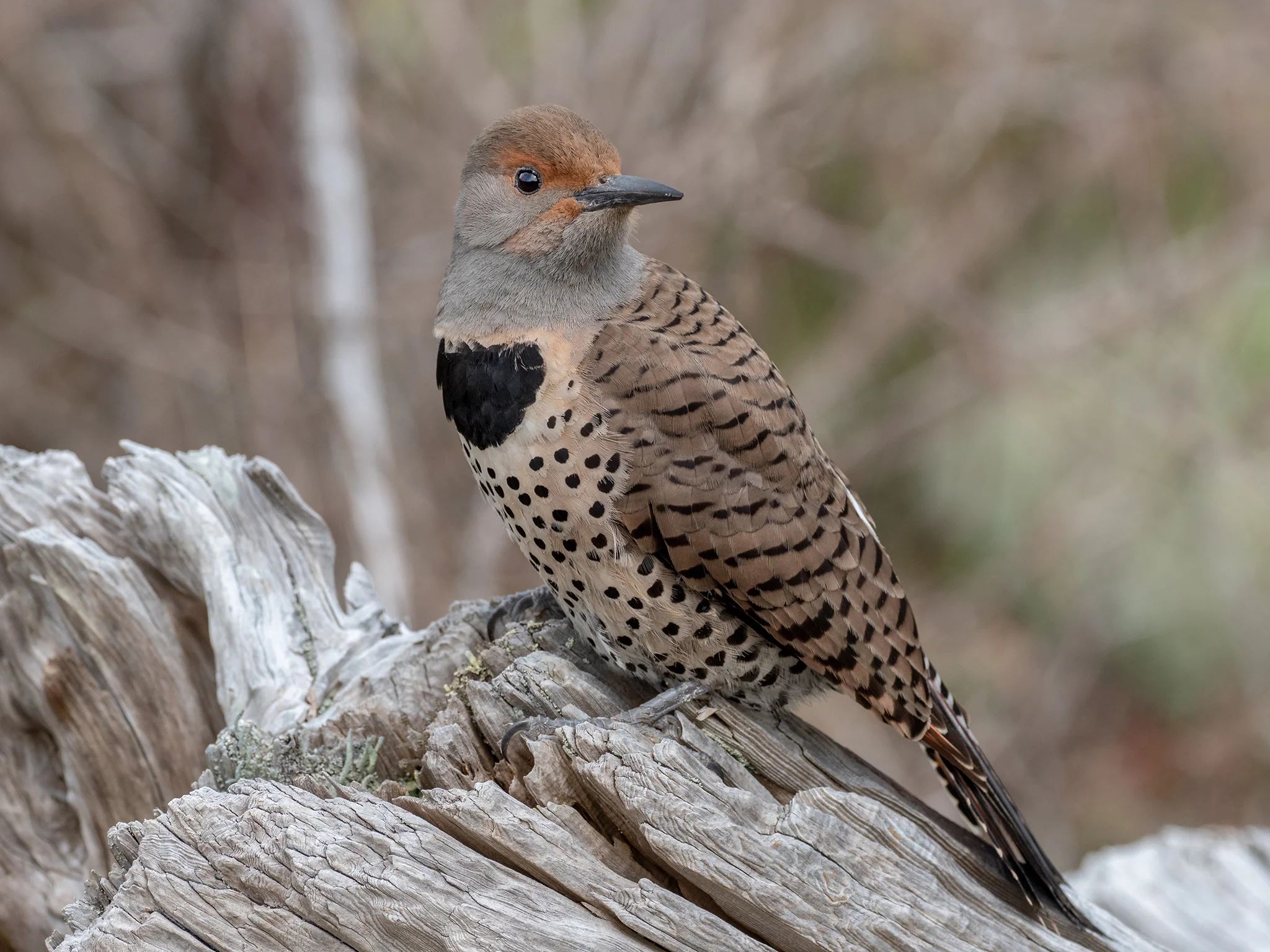Flicker copy.jpg
