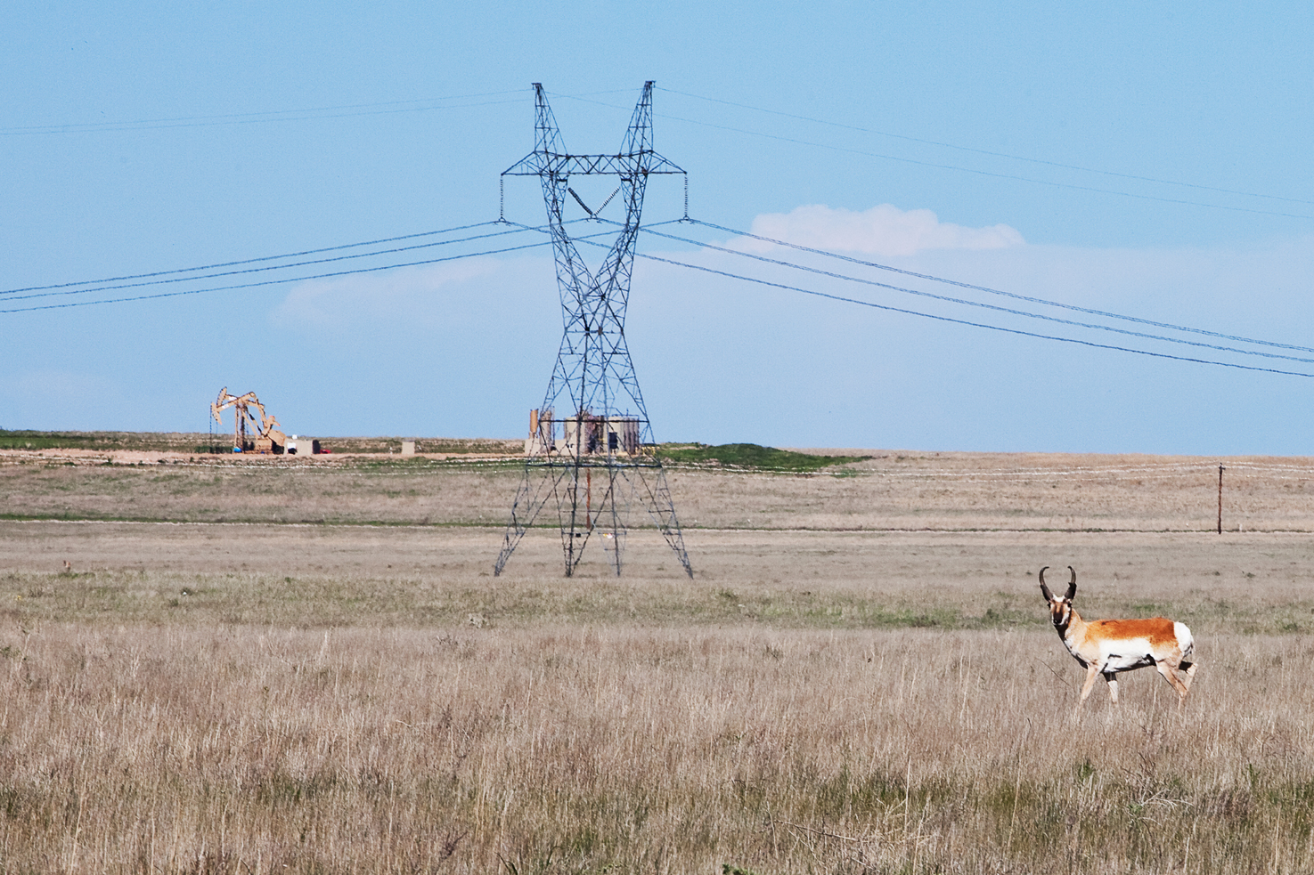 Pronghorn, seen within 1/2 mile of entering the park on CO-14 near Keota.