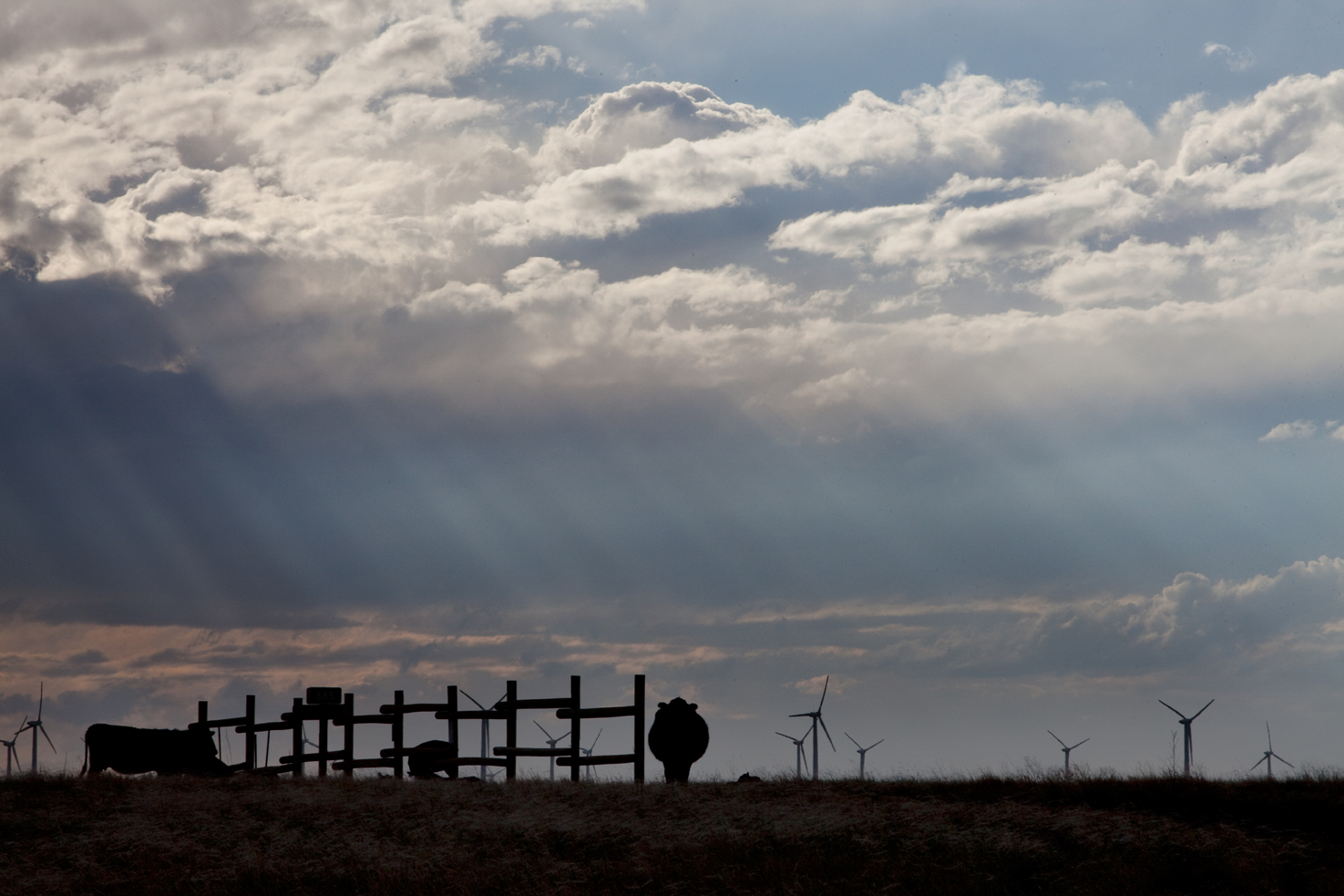 Cattle, windfarms, on the road to Grover from the Pawnee Buttes.