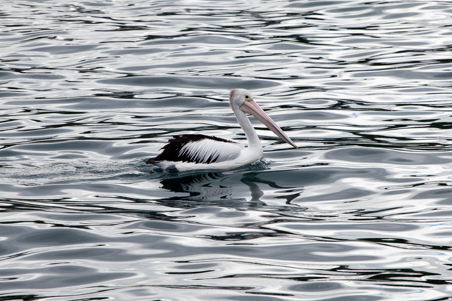 A giant pelican swimming in Kiama, NSW, Australia
