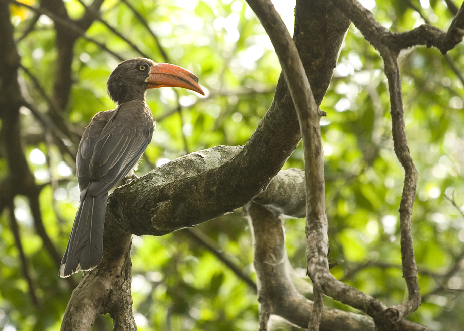Grey hornbill, KwaZulu-Natal, South Africa