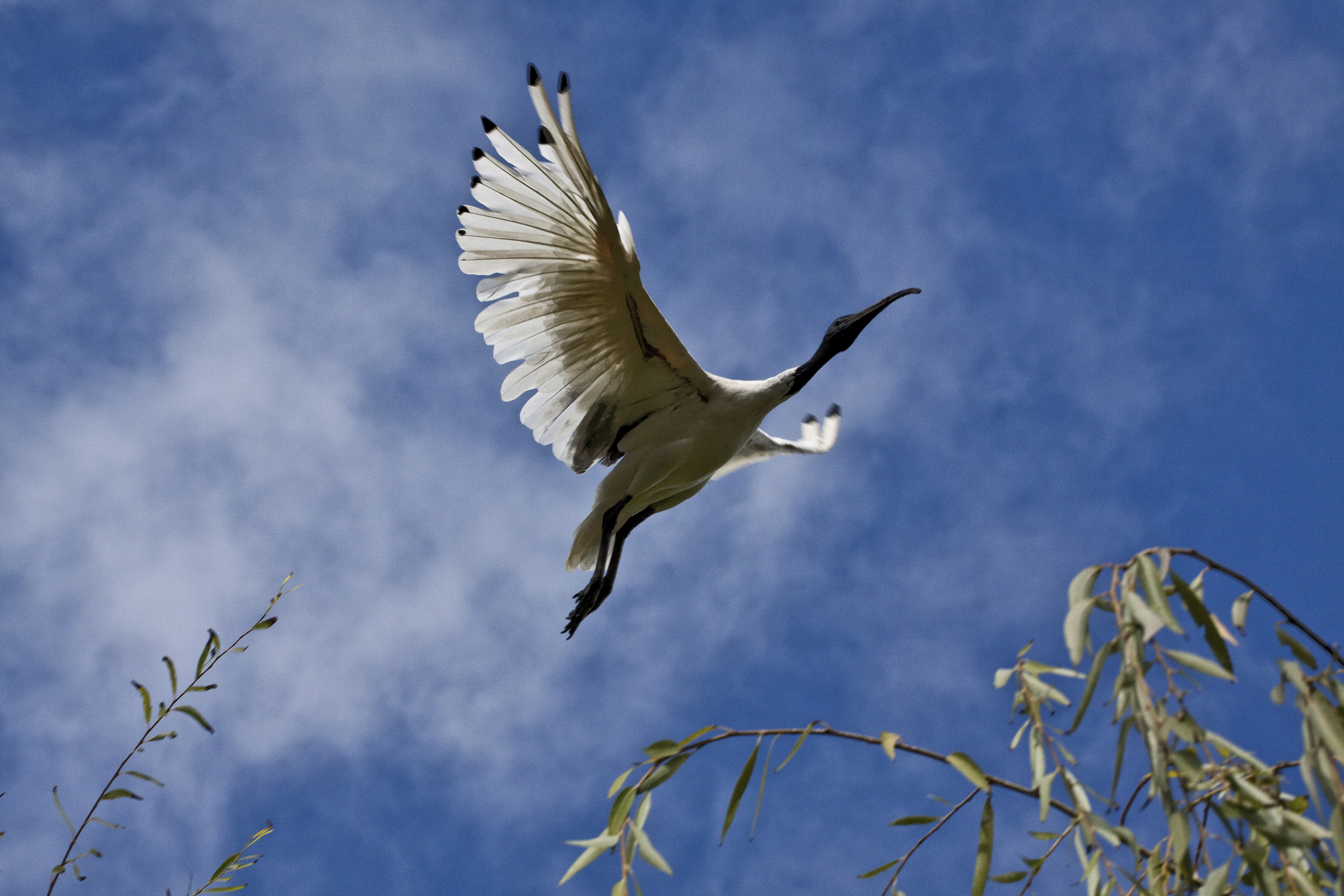 Ibis, Chinese Gardens, Sydney, NSW, Australia