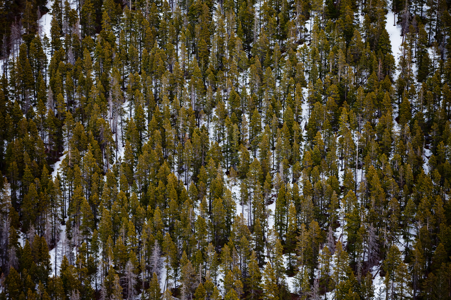 Evergreens from the sky