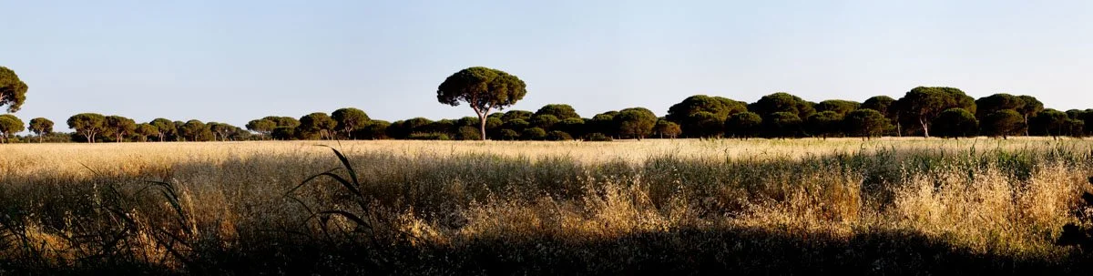 san carlo meadow.jpg