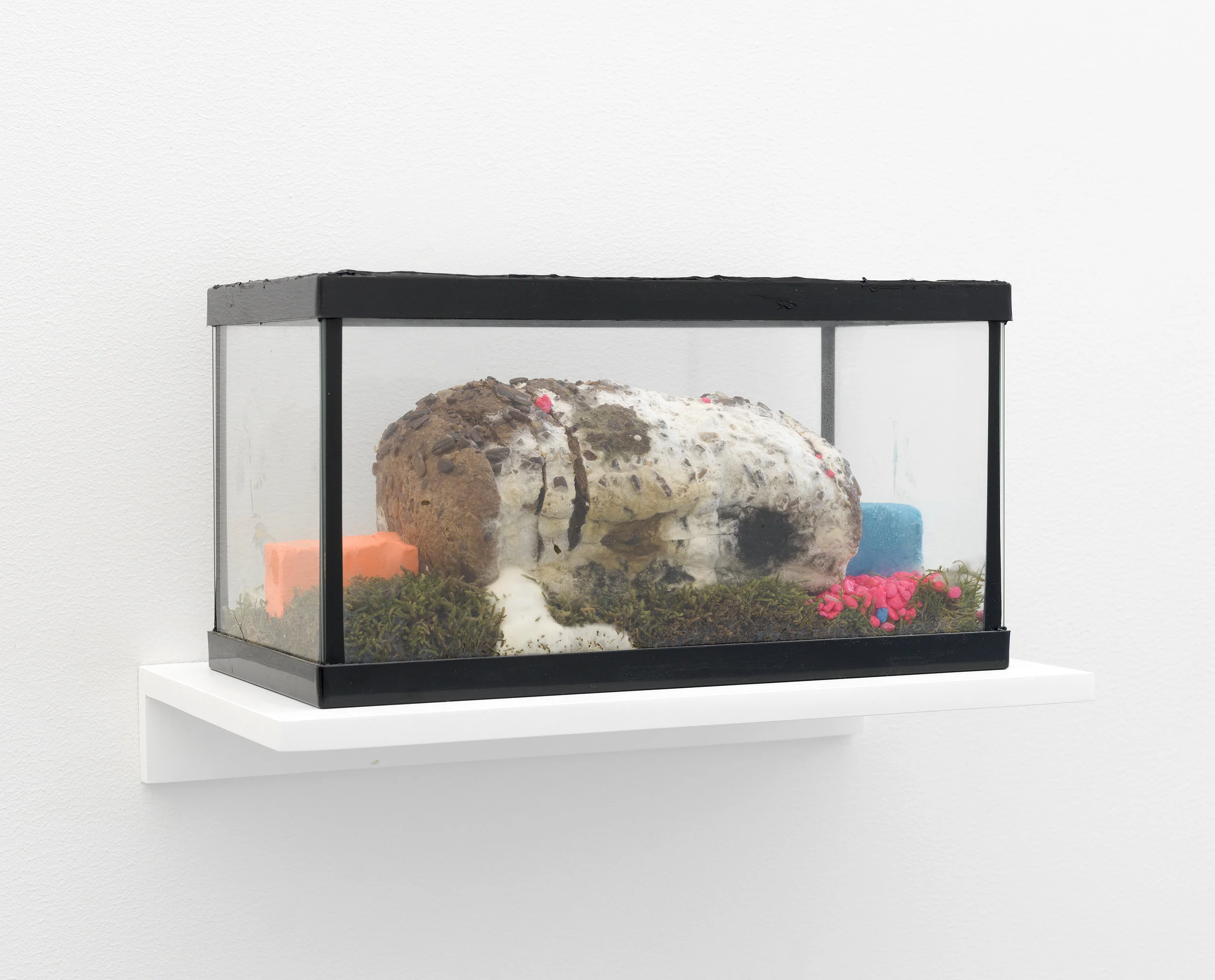 Degenerate Pet, 2017, 6.5 x 12 x 8.125 inches, Bread, mold, painted pebbles, moss, plasticine, aquarium