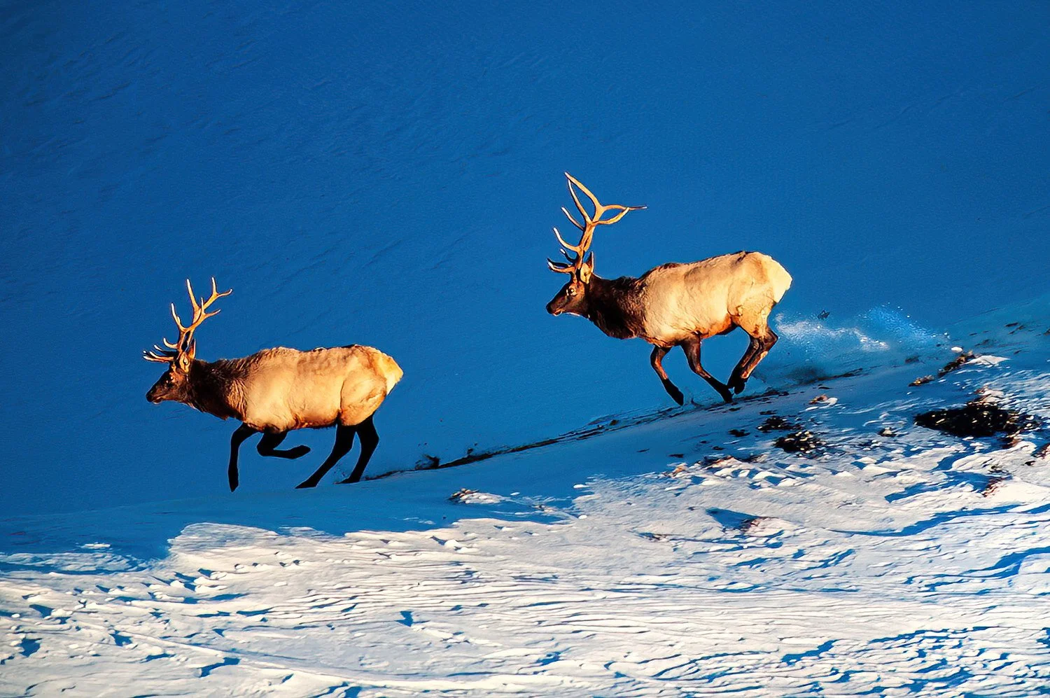 An aerial photo of elk, Yellowstone Park, Wyoming, USA.  The elk in Yellowstone are abundant, majestic herbivores and famous for the males’ impressive antlers.