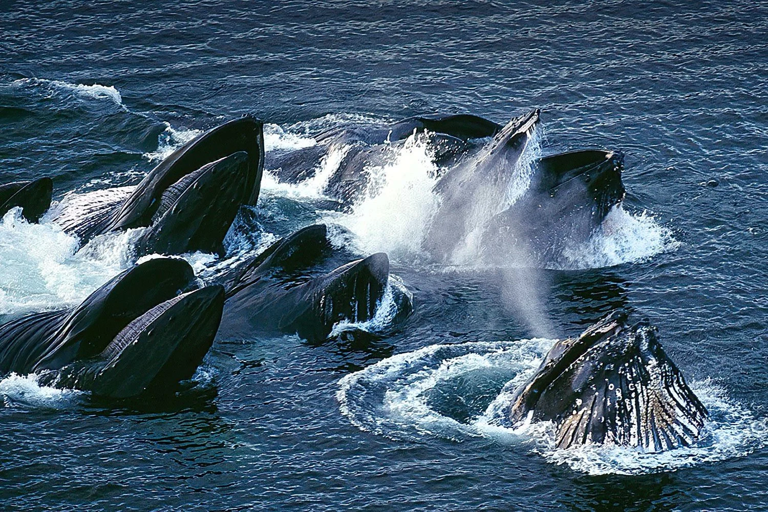 An aerial of humpback whales bubble net feeding in Alaska.  A cooperative hunting method as they encircle prey with rising bubbles, creating a “net” to trap fish before lunging upward to feed.