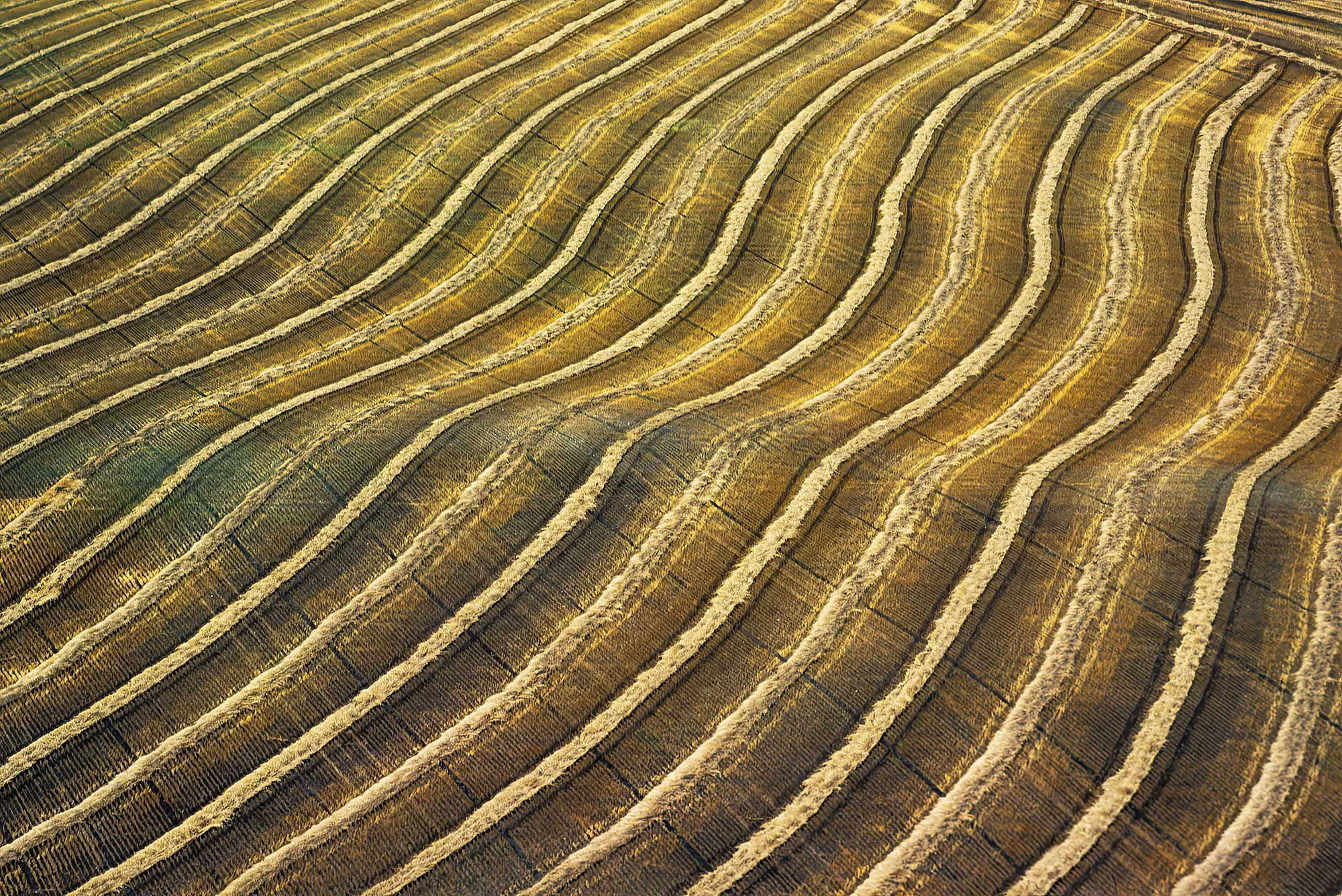An aerial photo of beautiful yellow-gold wheat fields Oregon, USA