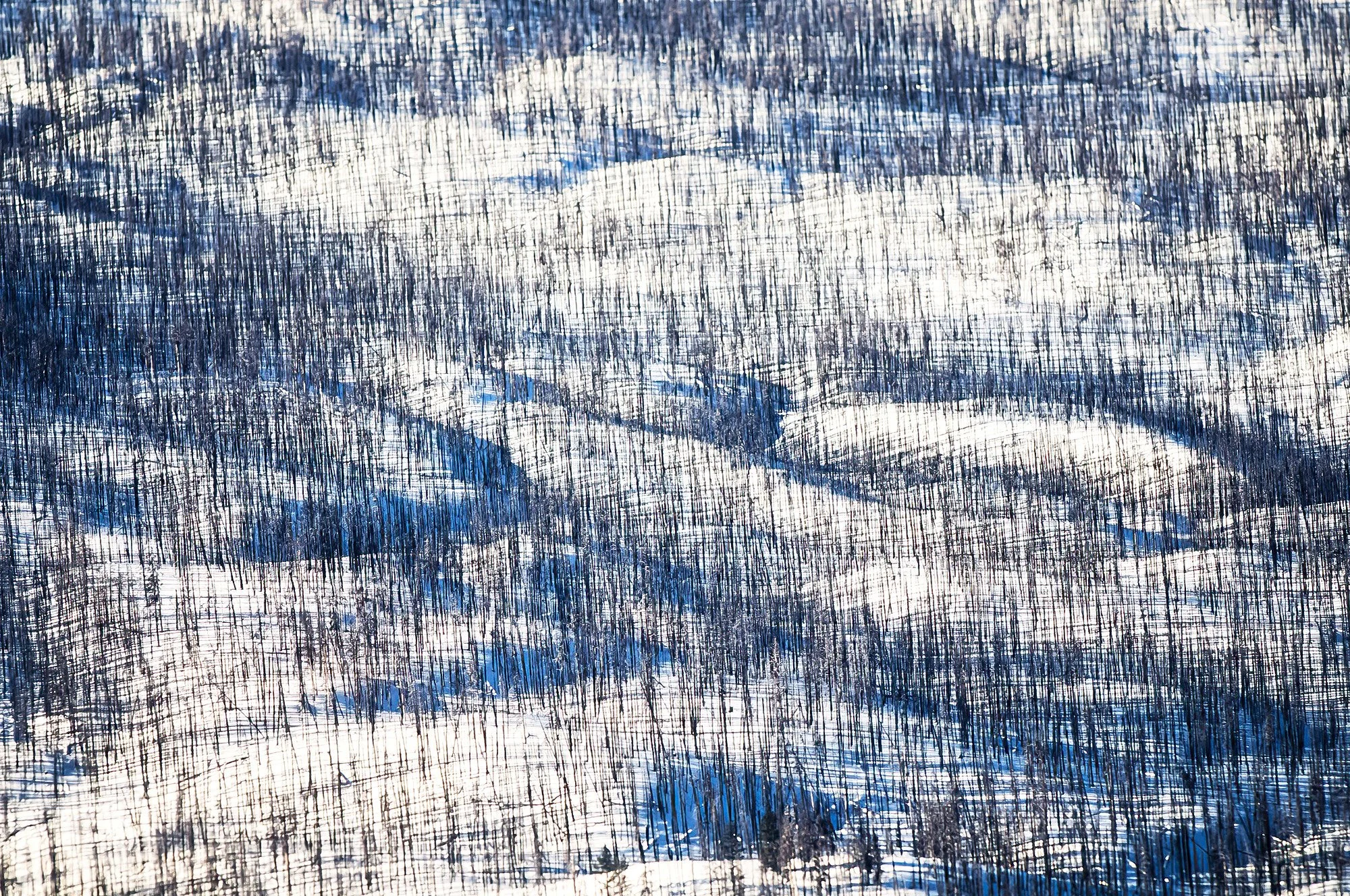 An aerial photo of a "burn scar" area in the snow, Yellowstone Park, Wyoming, USA.  Many of its forests are adapted to burn and regenerate.