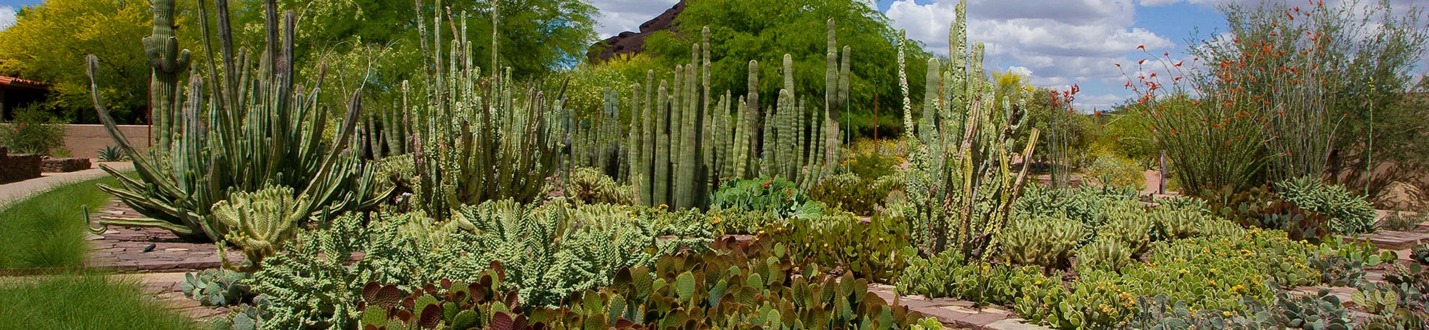 Ottosen Entry Garden at the Desert Botanical Gardens. Design by Spurlock Poirie r, photograph by Bill Timmerman.