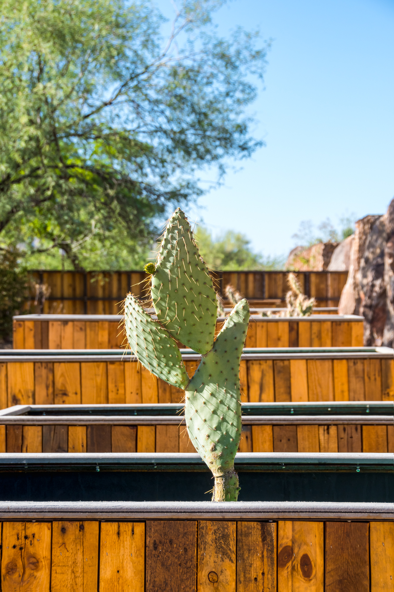 Desert Botanical Garden_An Pham Photography_ArchitectureAN5_7520_PSEdited.jpg