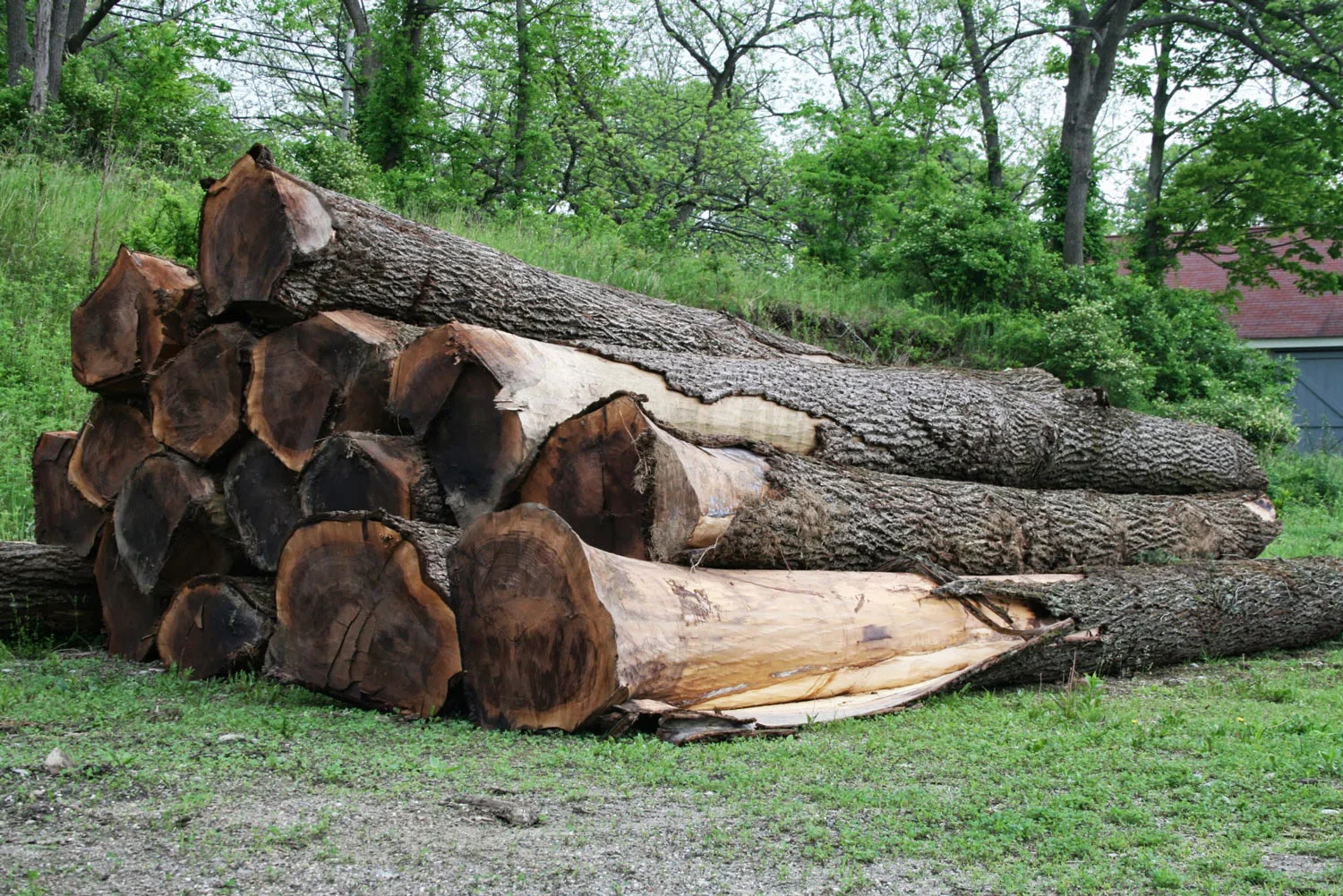 Walnut log pile