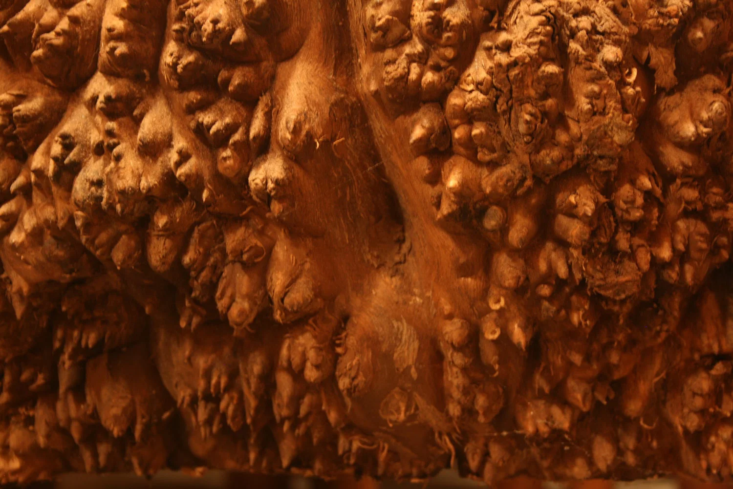 Natural exterior texture of giant walnut burl