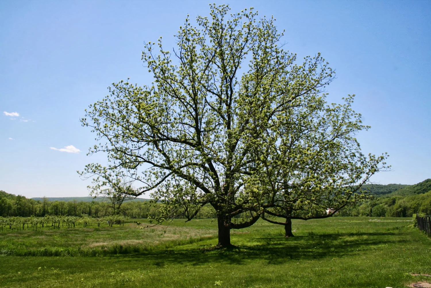 Selecting and Replacing a Black Walnut Tree