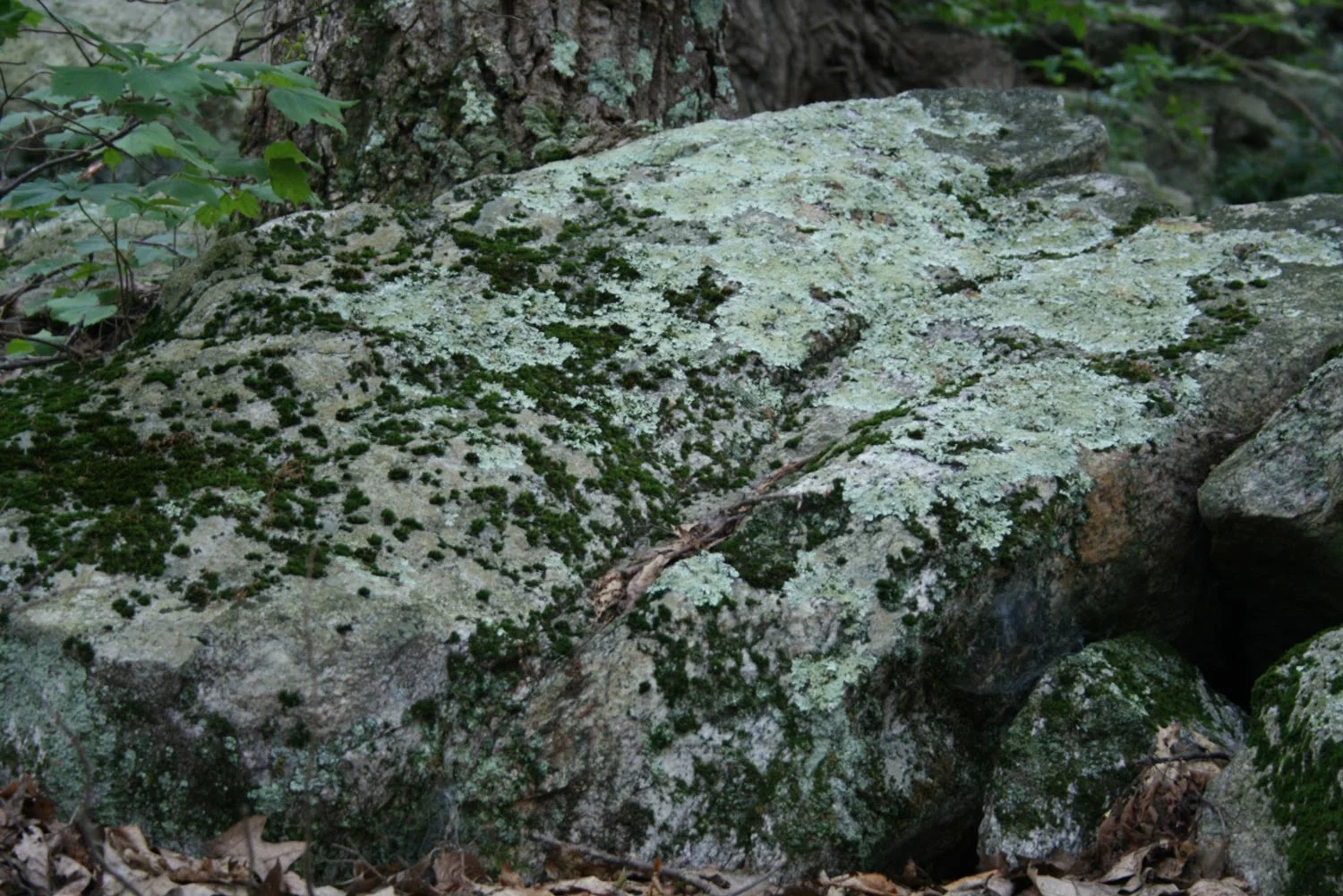 Lichens and moss on granite monoliths