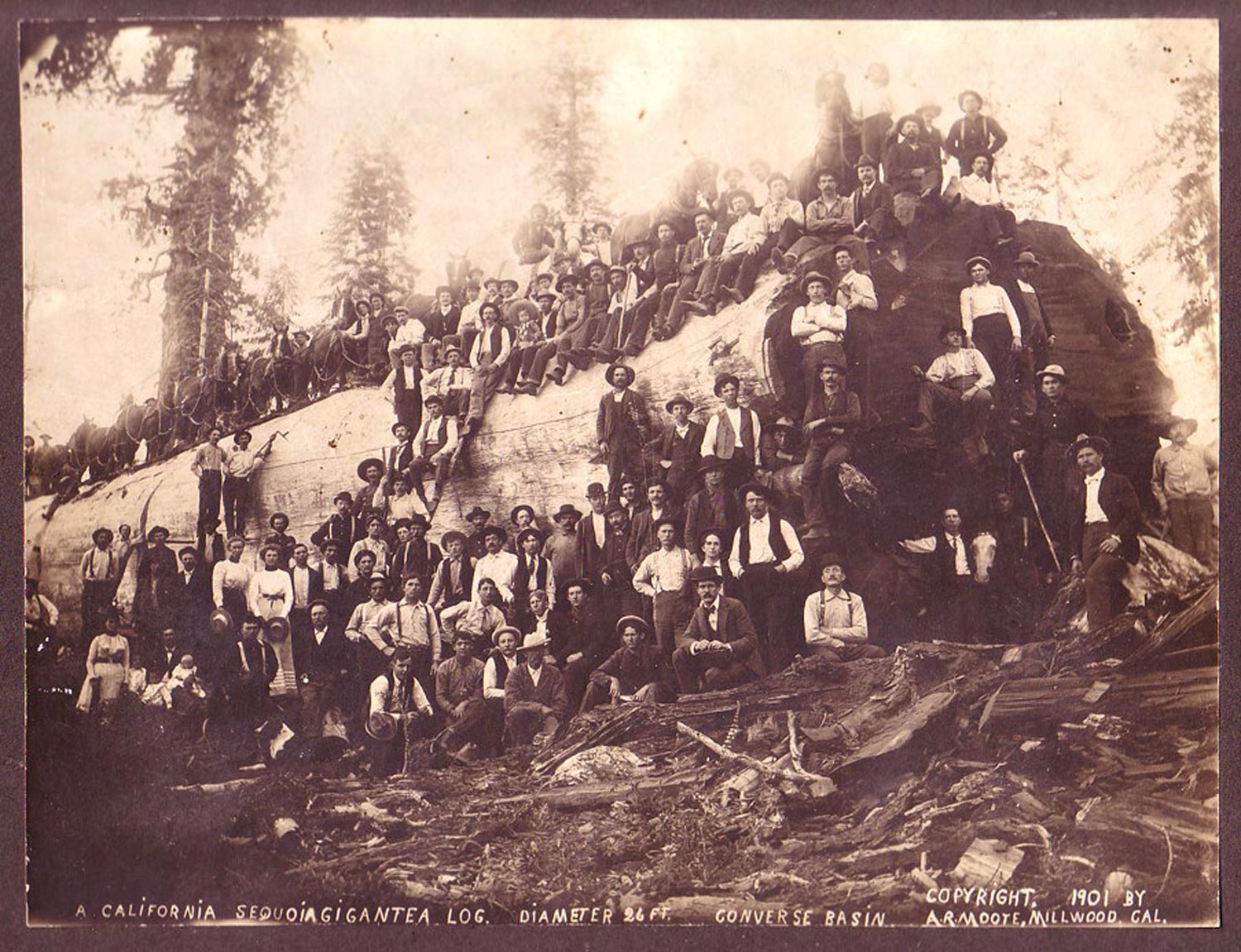 Late 19th century - felled redwood log