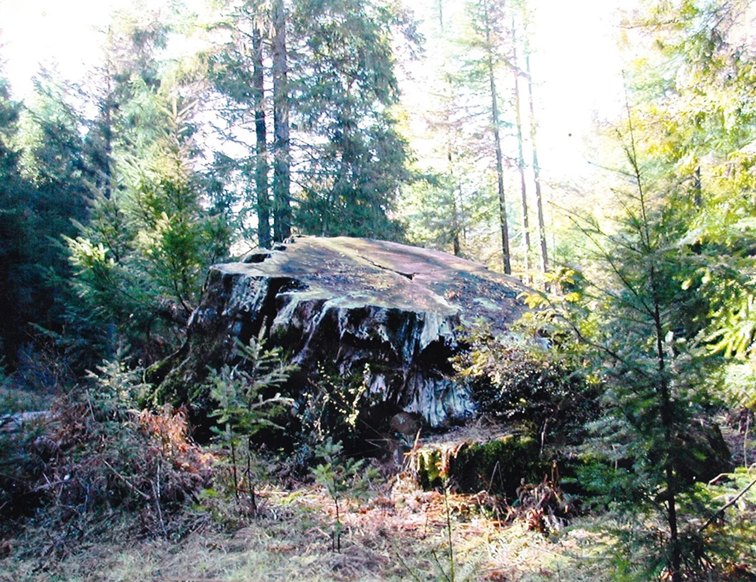 Redwood stump in forest