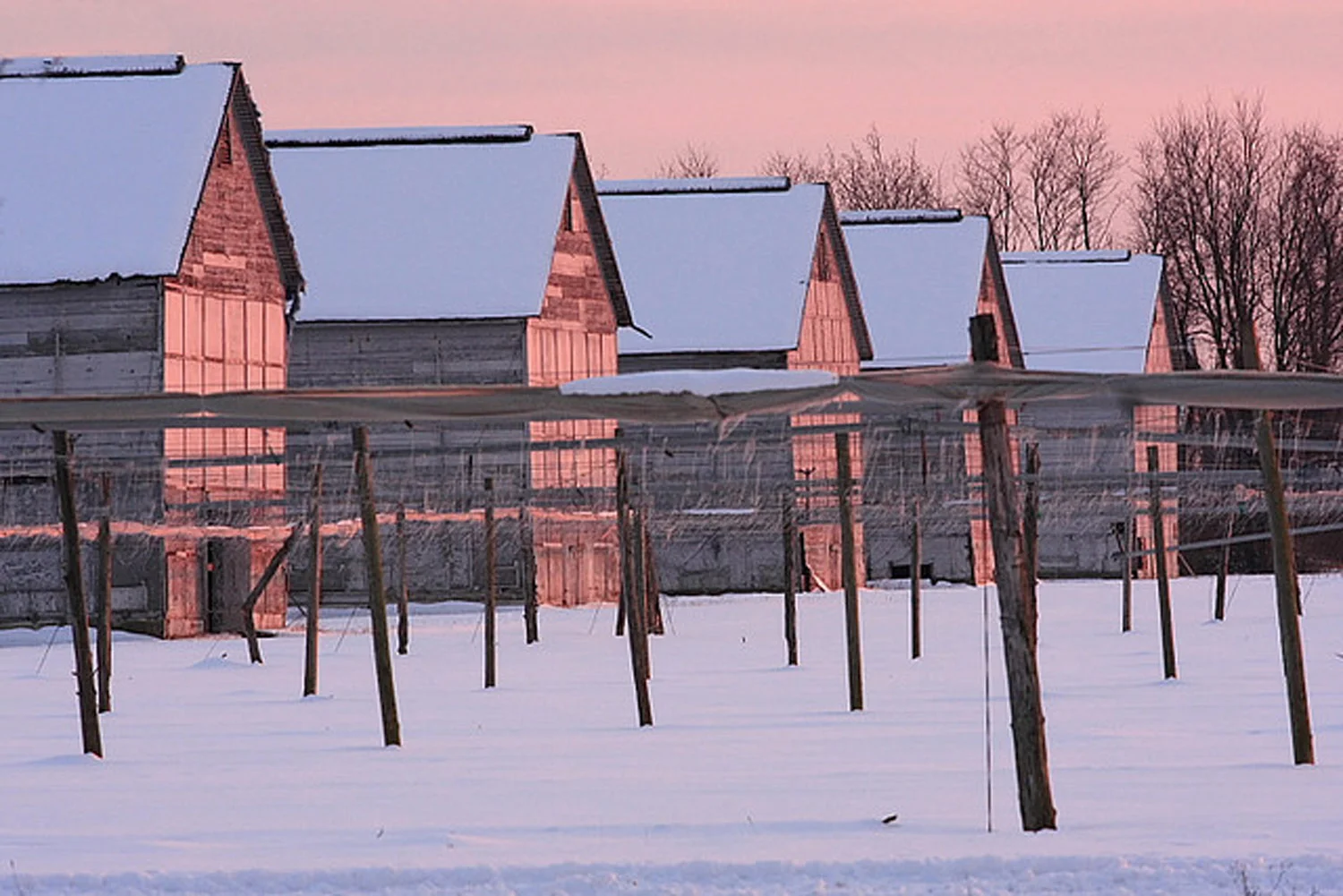Connecticut tobacco barns in winter
