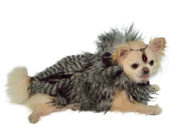 purple-fur-coat-on-dog-laying-down.jpg