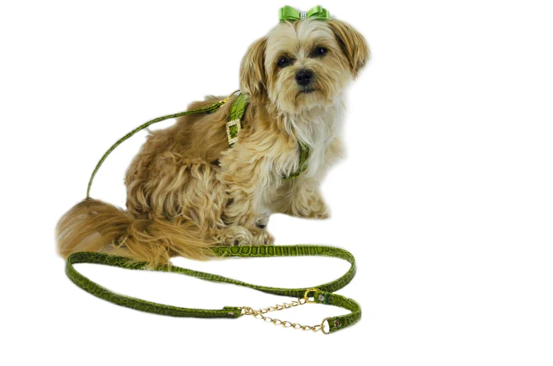 Tayla-in-green-harness-with-leash.jpg