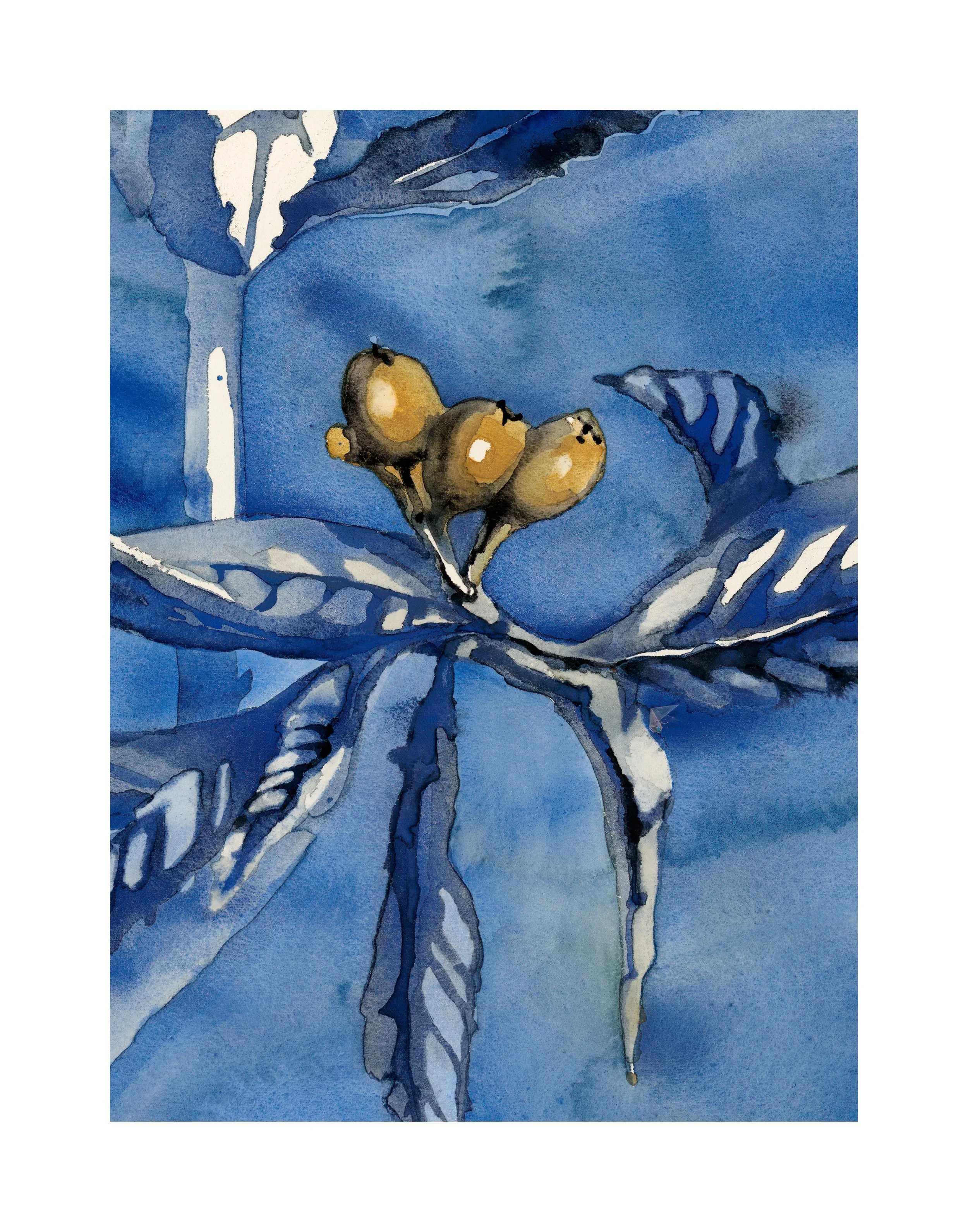 Loquat in Ultramarine 4 / Sprig