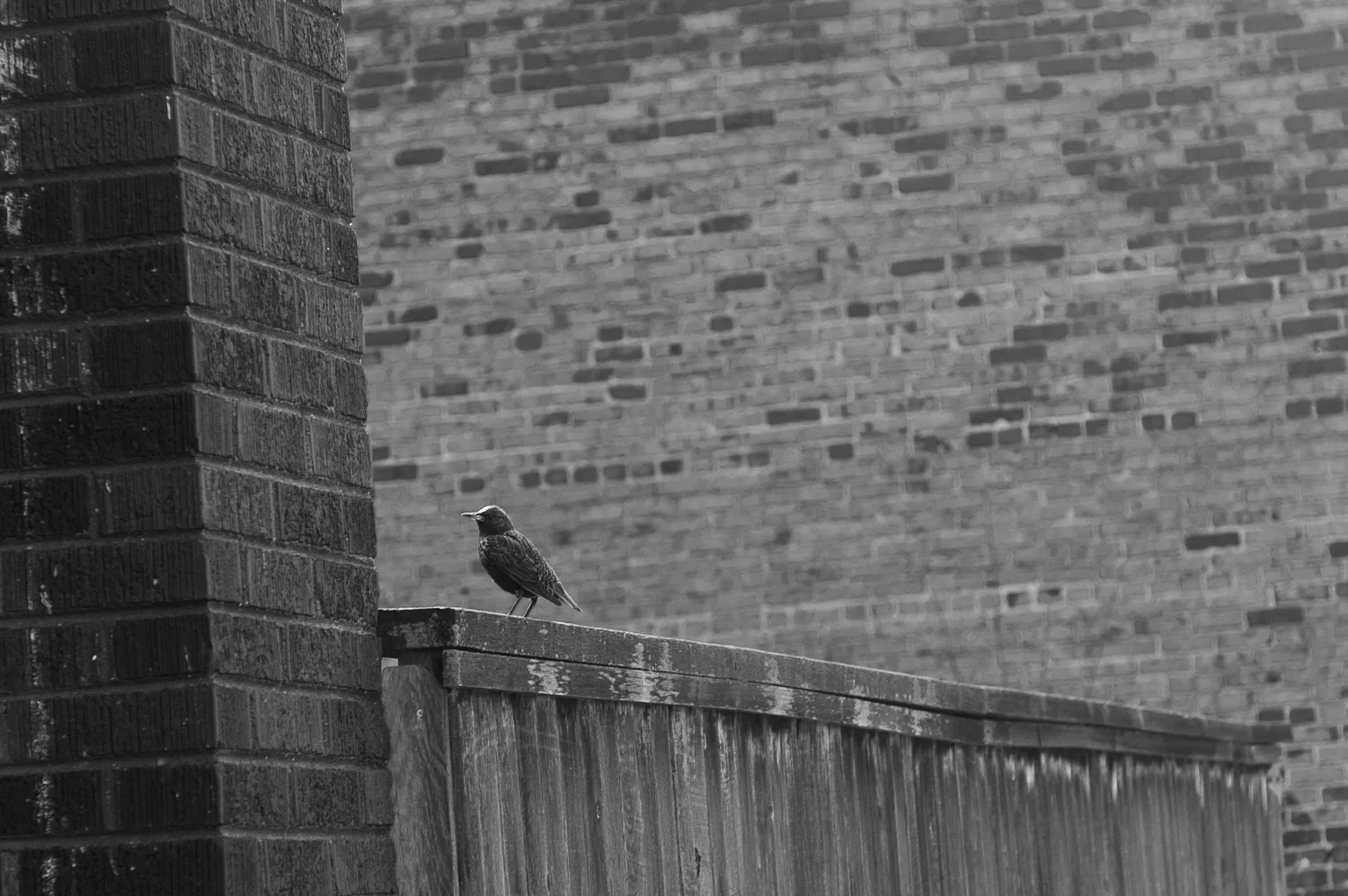 Bird.jpg