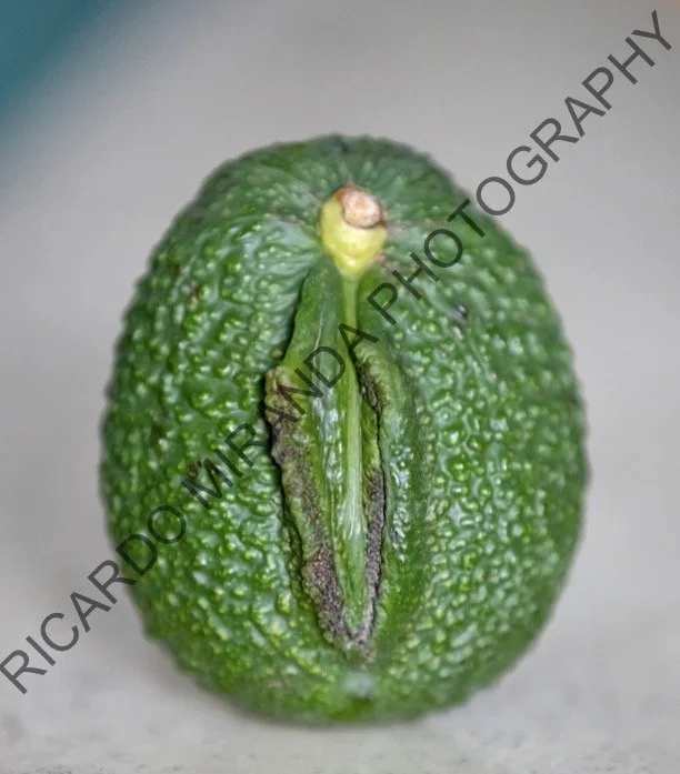 avocado watermarked.jpg