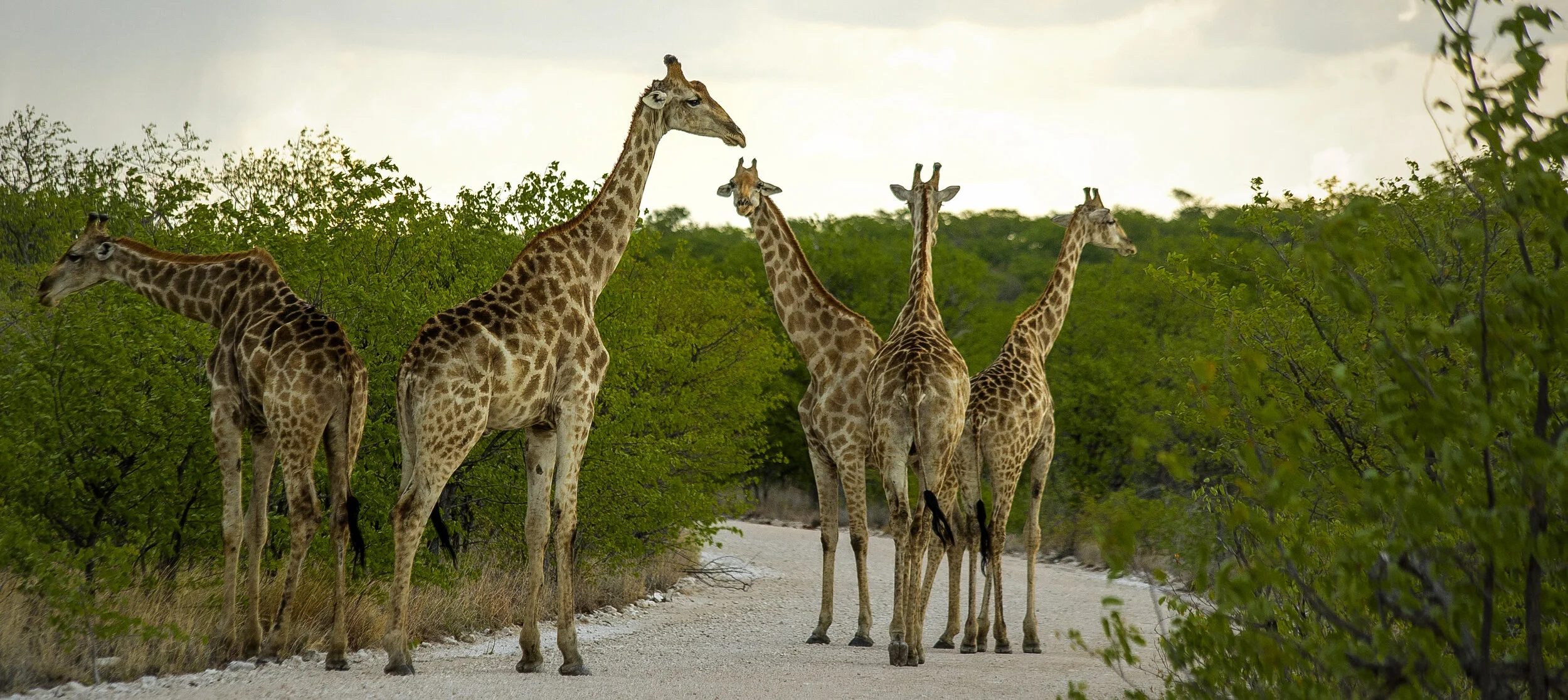 etosha_roadblock.jpg