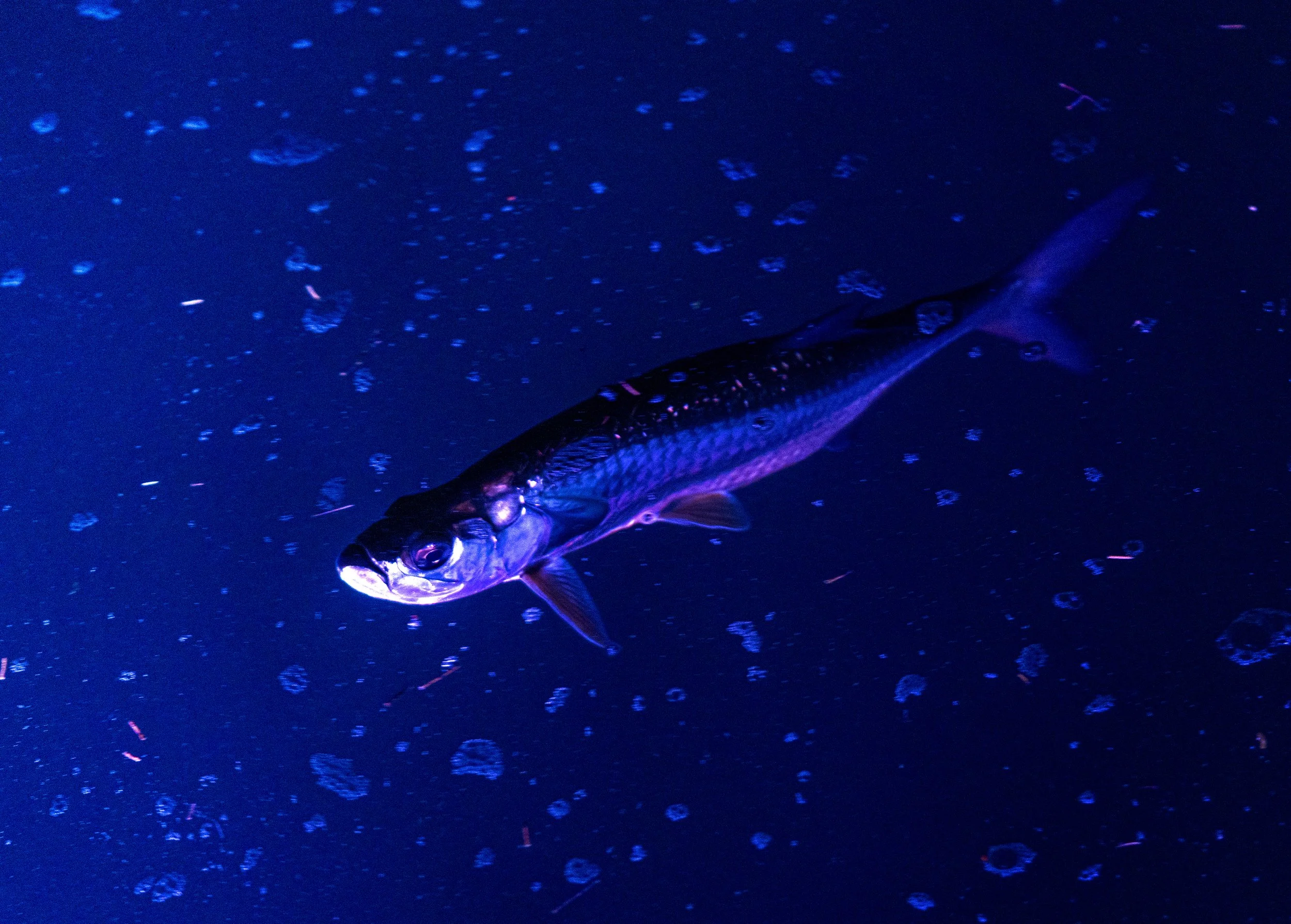 Fish_JRH03969_V2.jpg