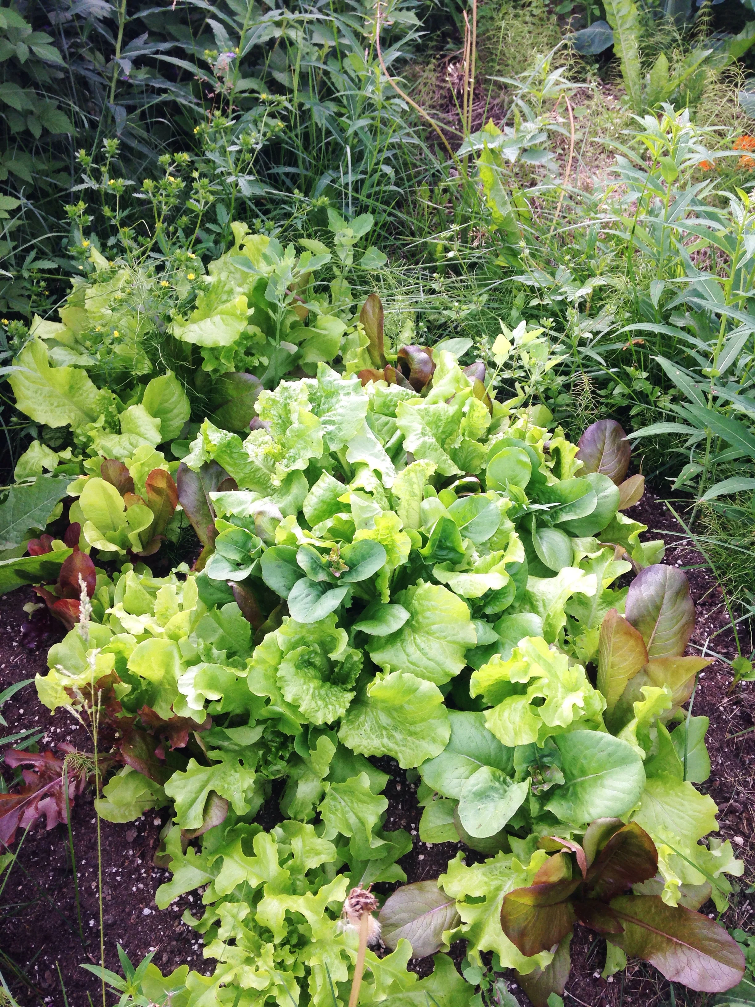 Salad greens