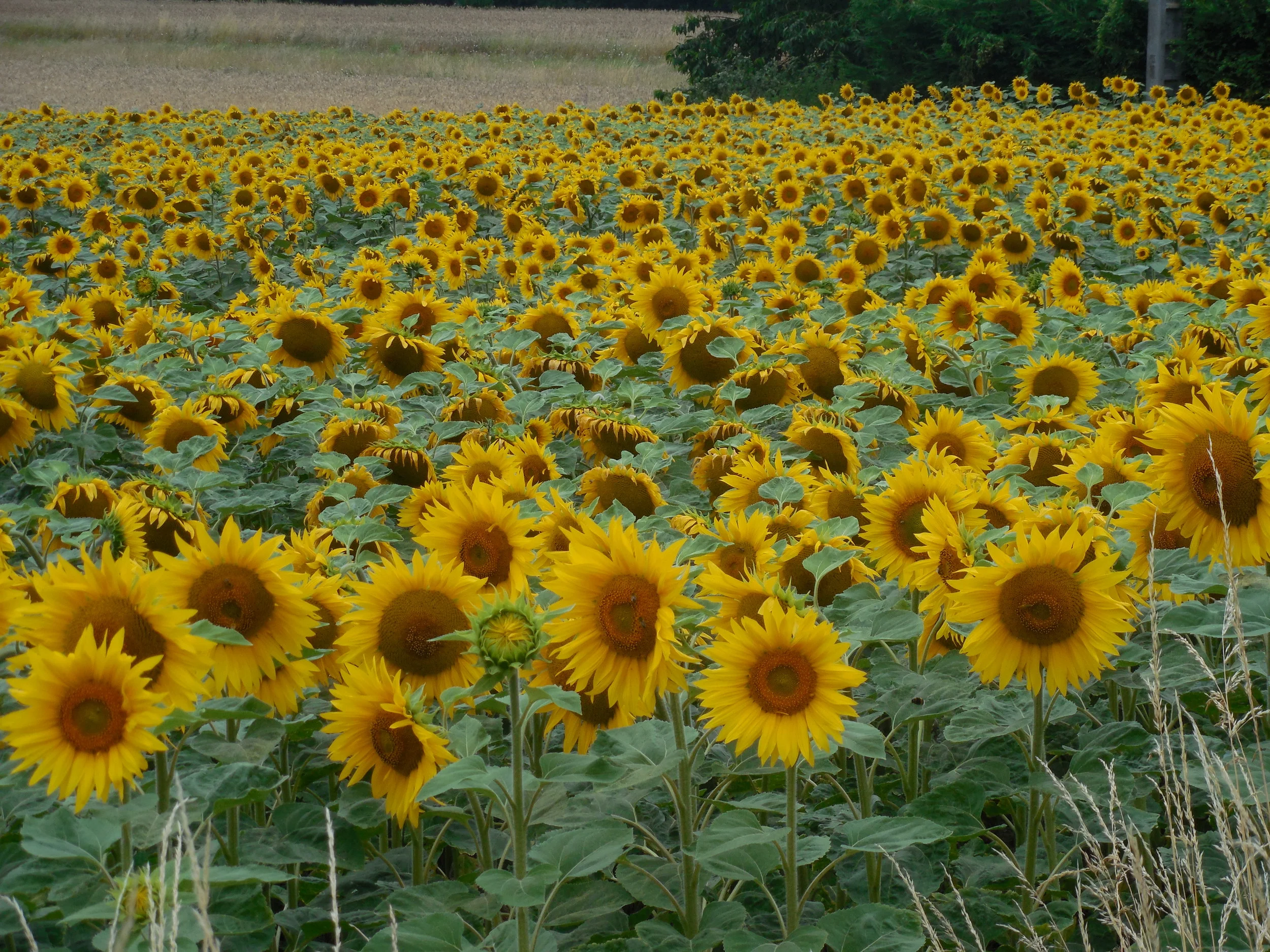 DSCN0187.JPG
