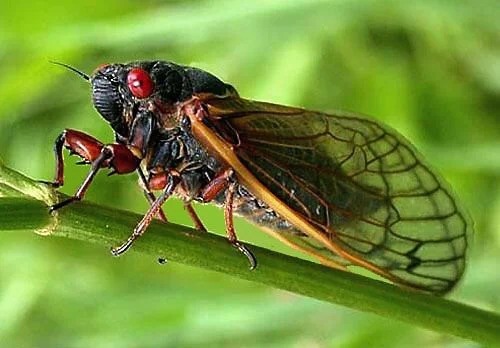 Cicader